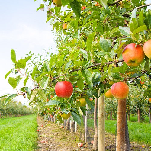 ASPERSOR MOCHILA MANUAL 20LTS - ASM-ME20L