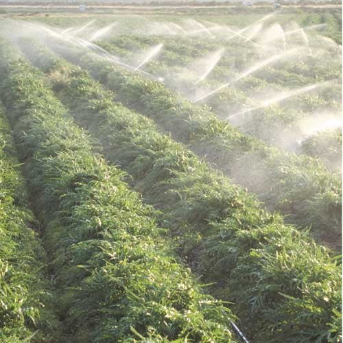 EQUIPO DE RIEGO SUMERGIBLE TRIFÁSICA 45GPM 10.0HP 220V - SD460ME1000G