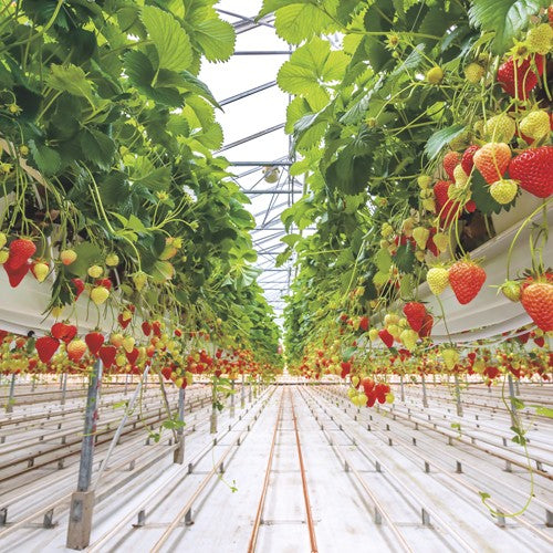 EQUIPO DE RIEGO SUMERGIBLE TRIFÁSICO INOX 270GPM 25.0HP 220V - SD6270ME2500GI