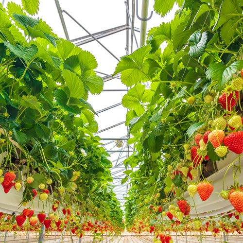 EQUIPO DE RIEGO SUMERGIBLE TRIFÁSICO INOX 270GPM 25.0HP 440V - SD6270ME2500HI