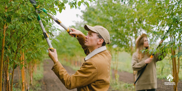 Como y cuándo podar un árbol