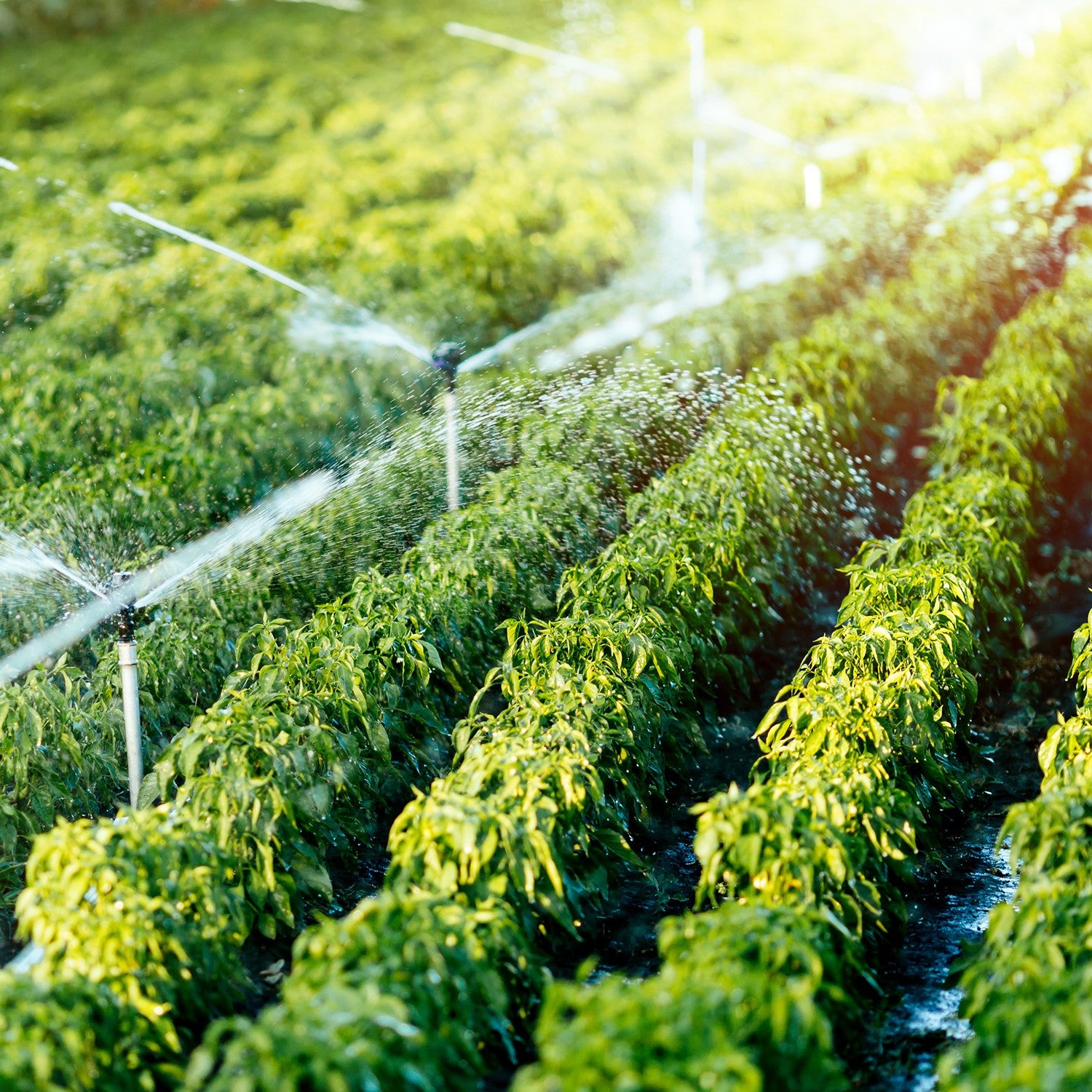 EQUIPO DE RIEGO SUMERGIBLE TRIFÁSICA 16GPM 0.5HP 220V - SD418ME0050G